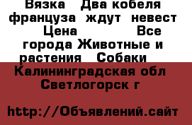  Вязка ! Два кобеля француза ,ждут  невест.. › Цена ­ 11 000 - Все города Животные и растения » Собаки   . Калининградская обл.,Светлогорск г.